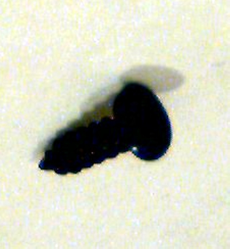 Screw 1-20040DPB (HO GP38-2) - Click Image to Close